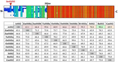 Bioinformatic and in vitro Analyses of Arabidopsis Starch Synthase 2 Reveal Post-translational Regulatory Mechanisms